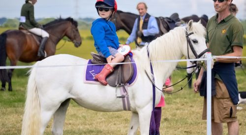 horse-1022084_1920